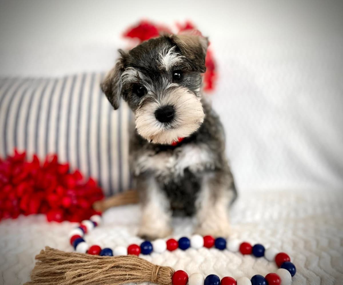 Havanese Puppies breeder image 2