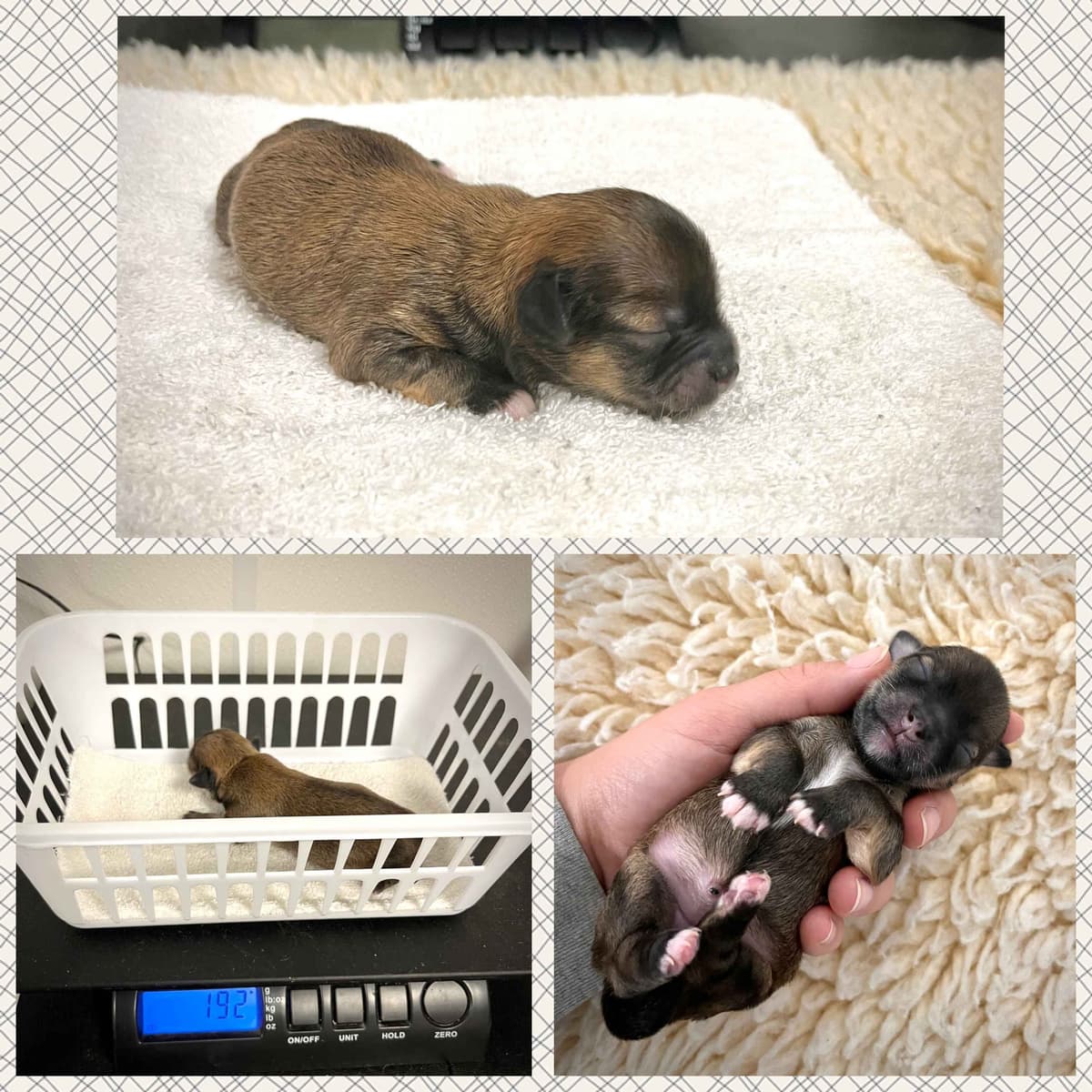 Havanese Puppies breeder image 3