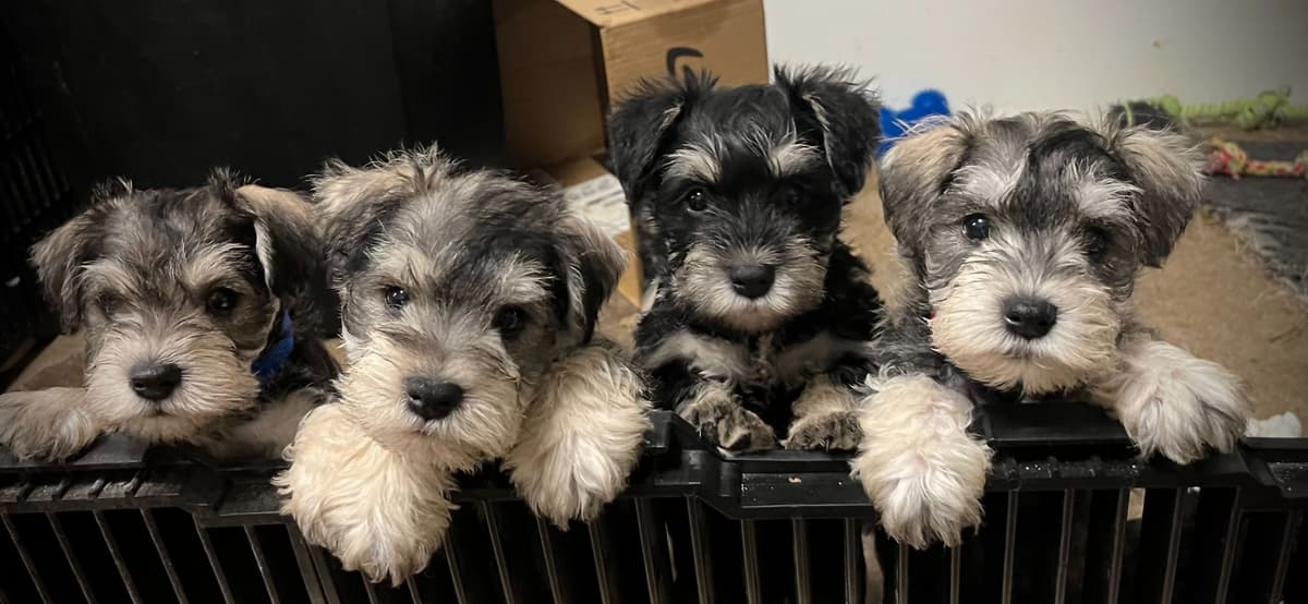 Havanese Puppies breeder image 5