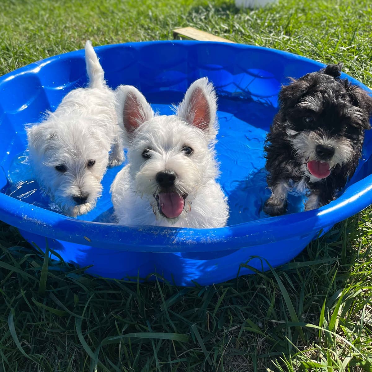 Havanese Puppies breeder image 6