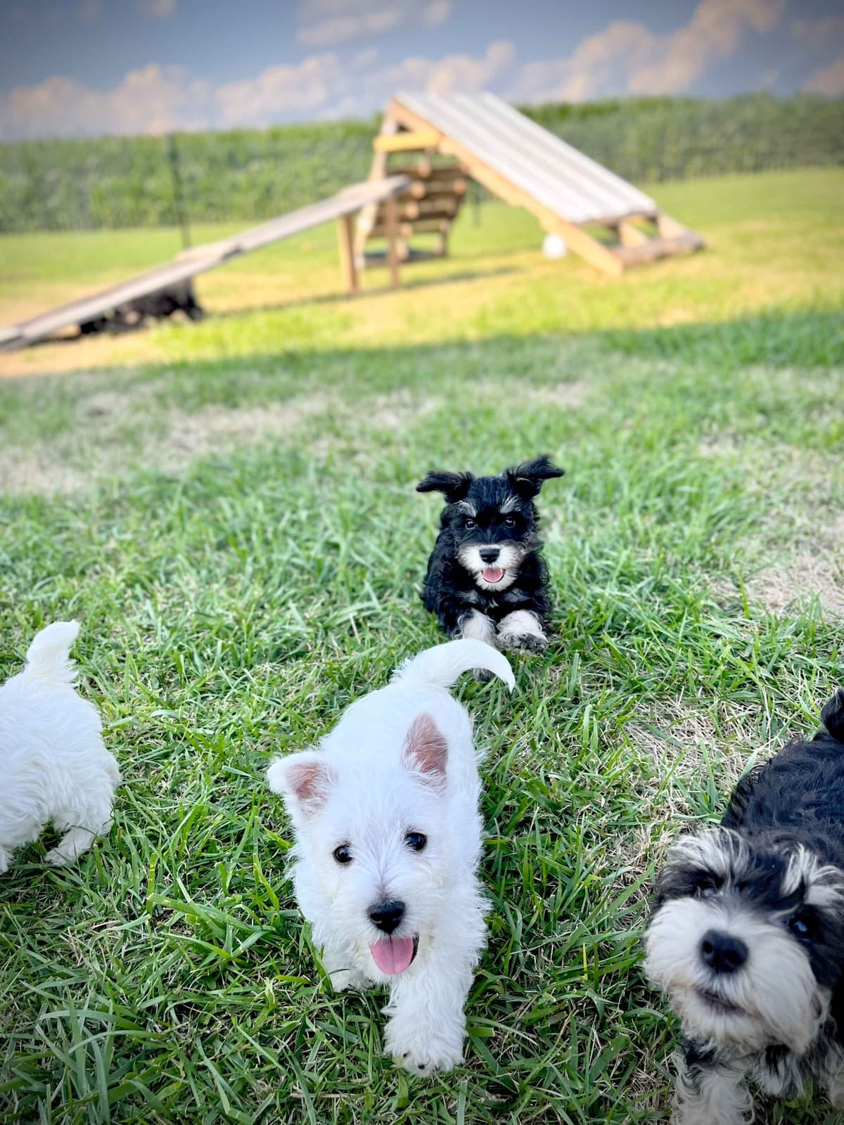 Havanese Puppies breeder image 7