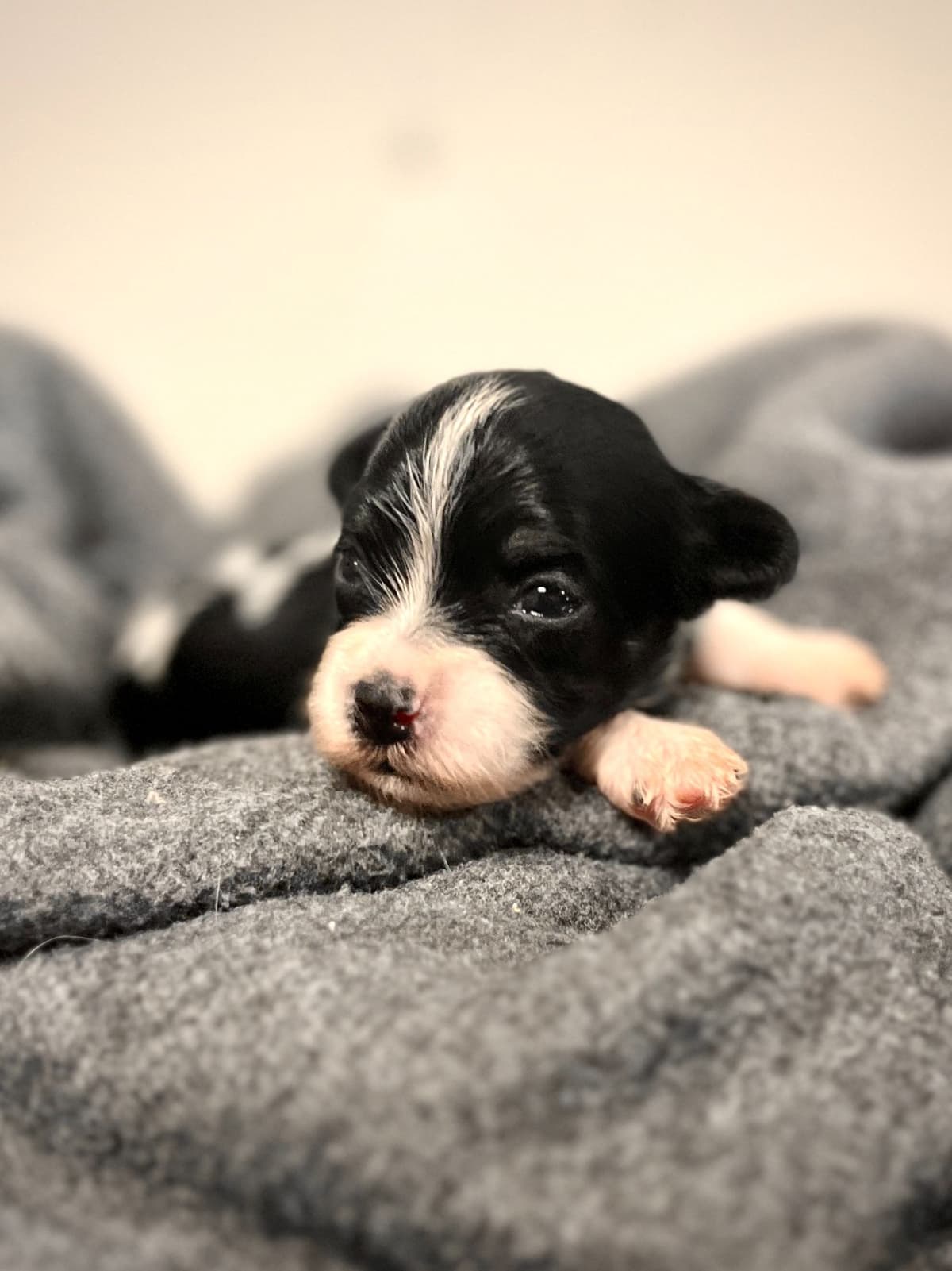 Havanese Puppies breeder image 9