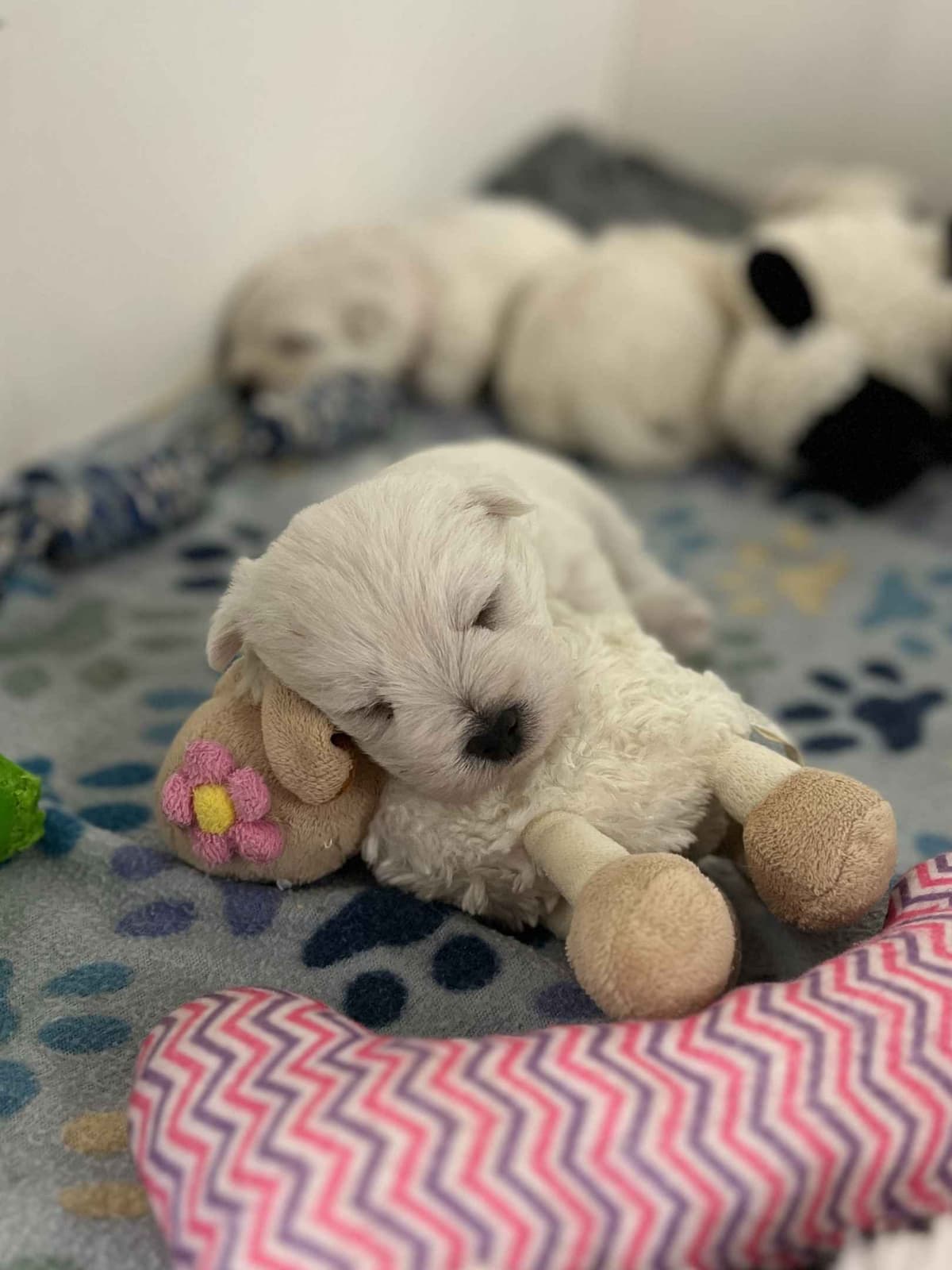 Havanese Puppies breeder image 10