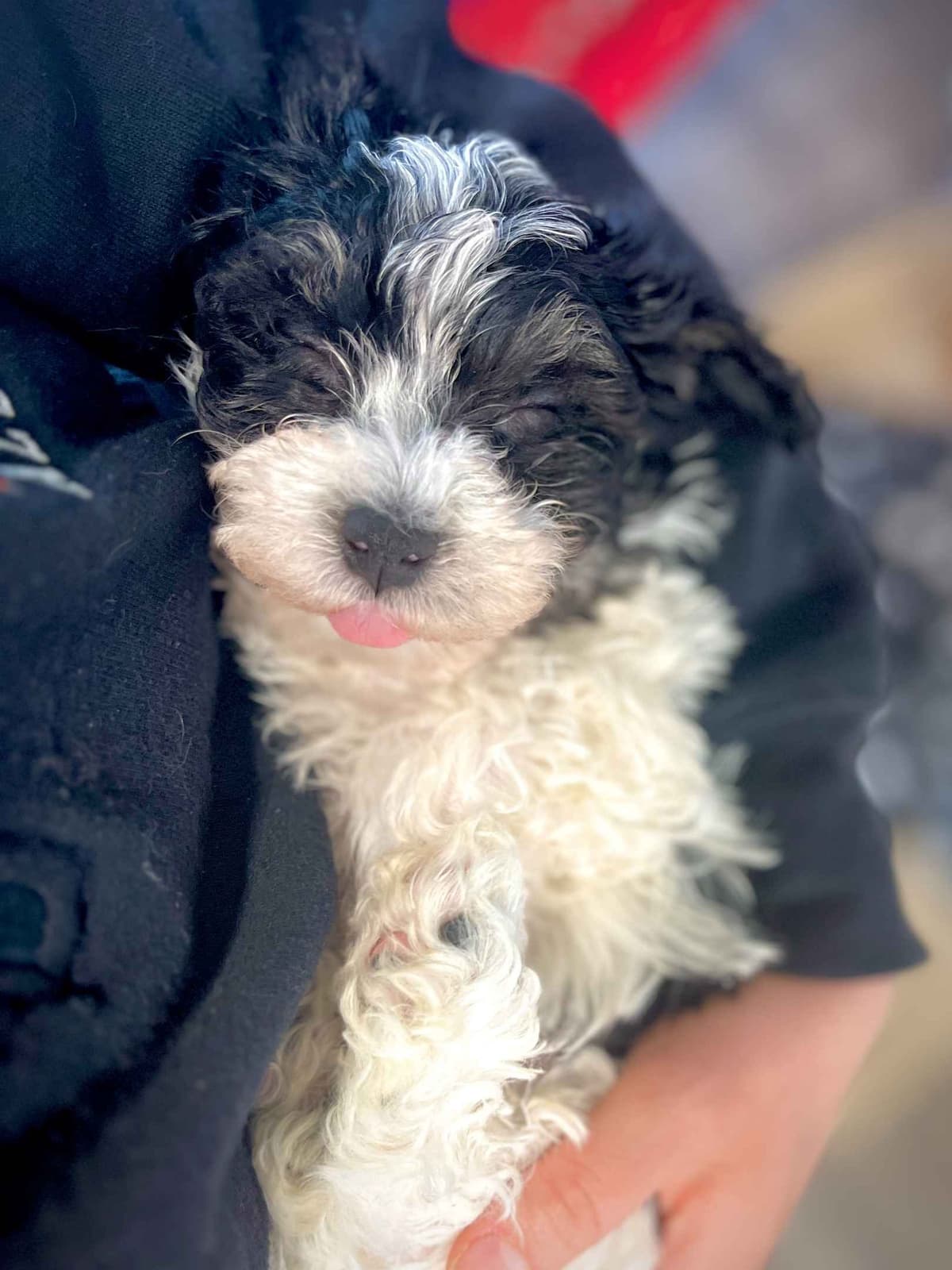 Havanese Puppies breeder image 11