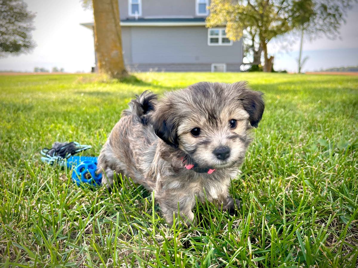Havanese Puppies breeder image 13