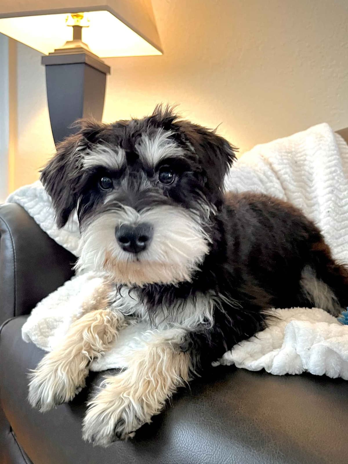 Havanese Puppies breeder image 14