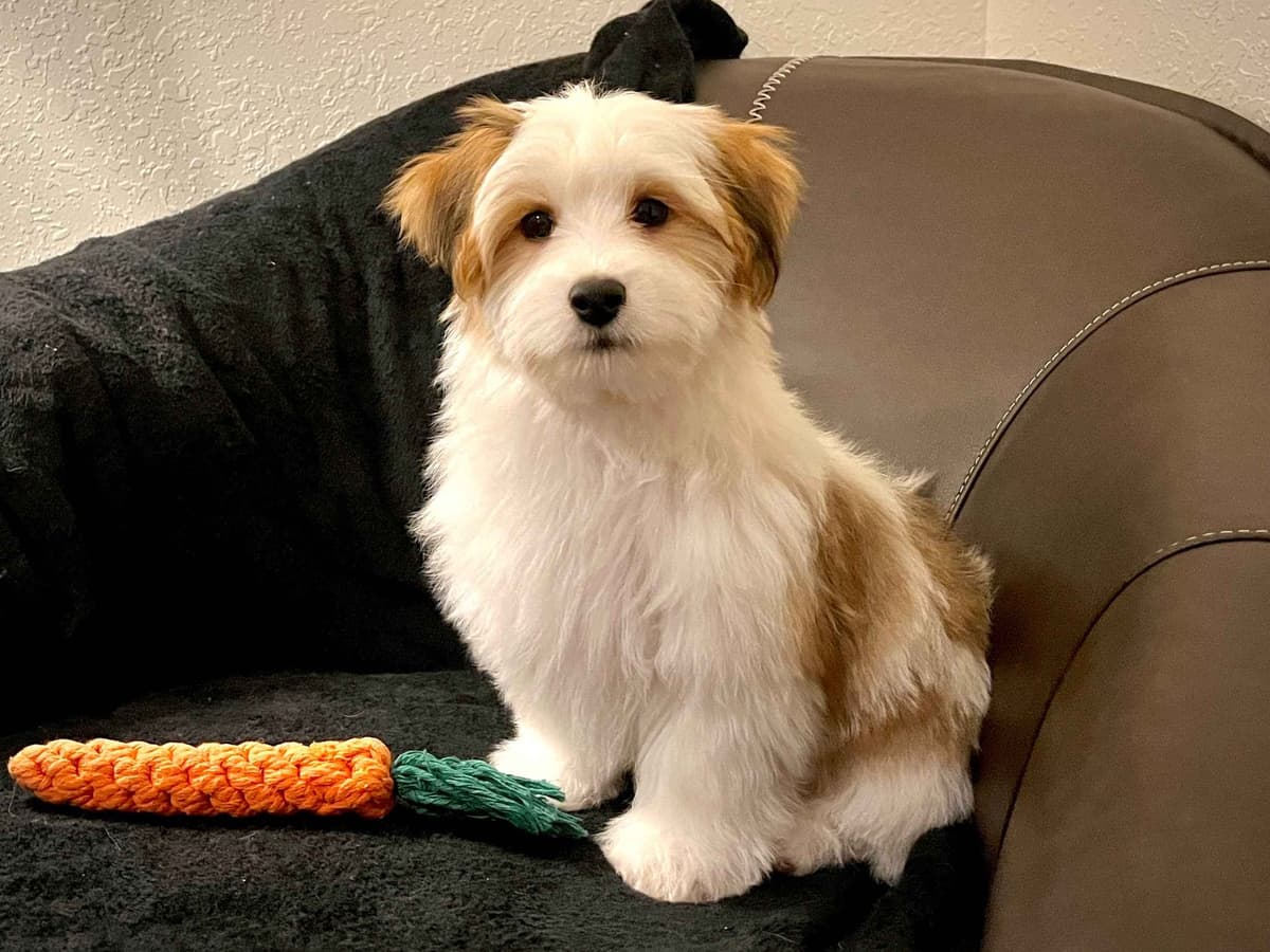 Havanese Puppies breeder image 15