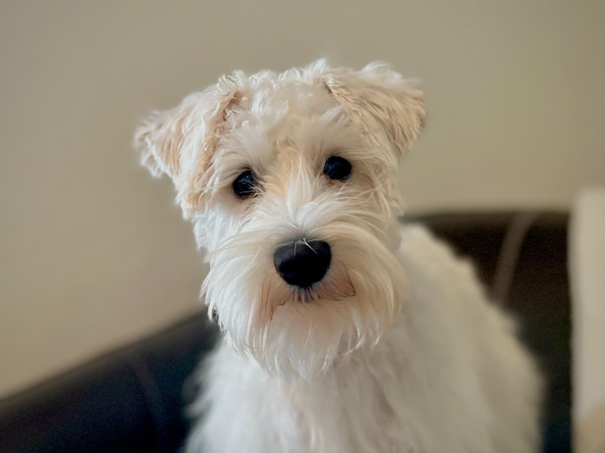 Havanese Puppies breeder image 16