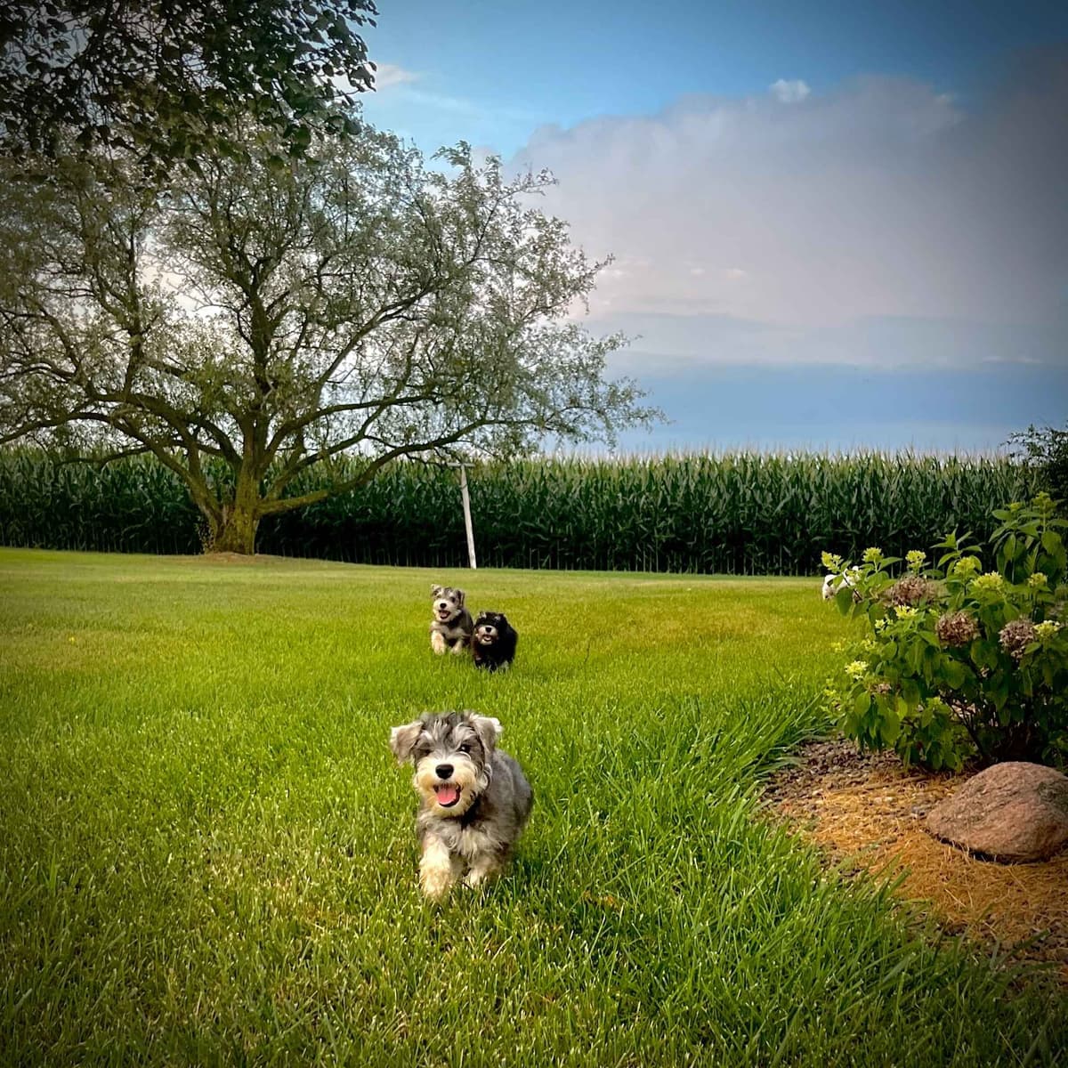 Havanese Puppies breeder image 17