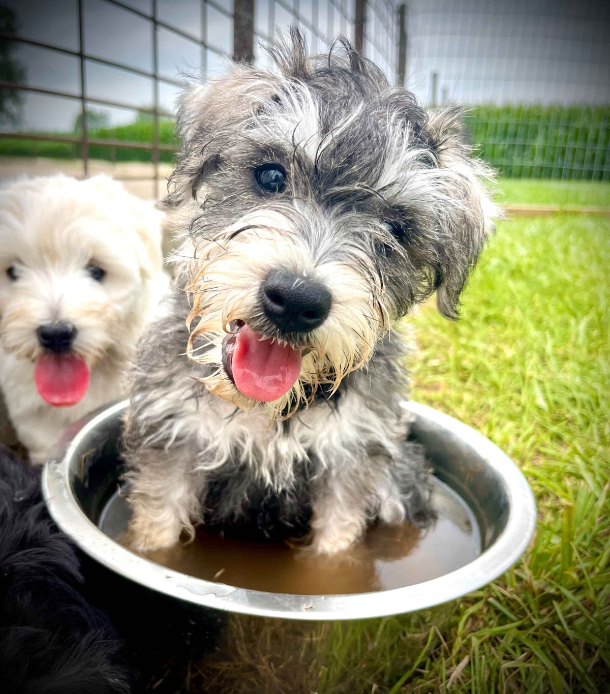 Havanese Puppies breeder image 18