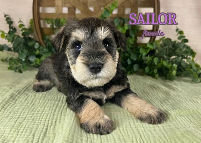Miniature Schnauzer Puppies media 2