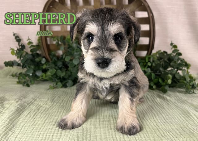 Miniature Schnauzer Puppies media 3