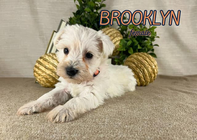 Miniature Schnauzer Puppies media 2