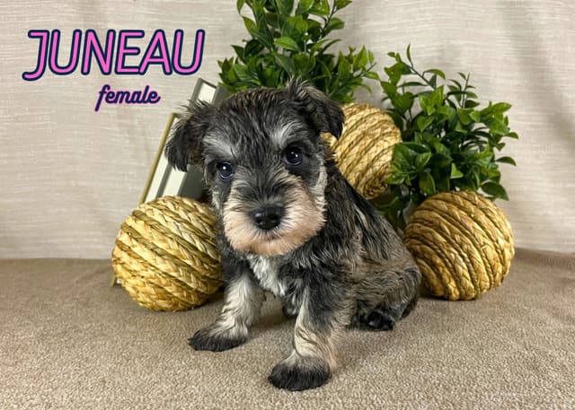 Miniature Schnauzer Puppies media 4