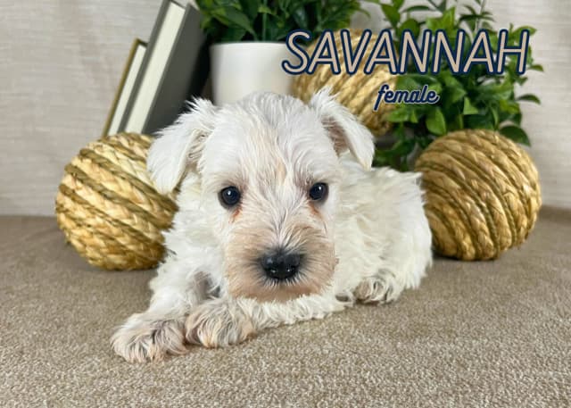 Miniature Schnauzer Puppies media 3