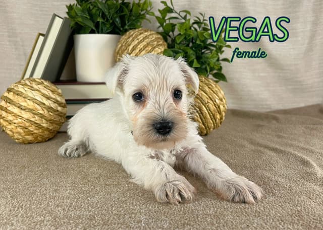 Miniature Schnauzer Puppies media 5