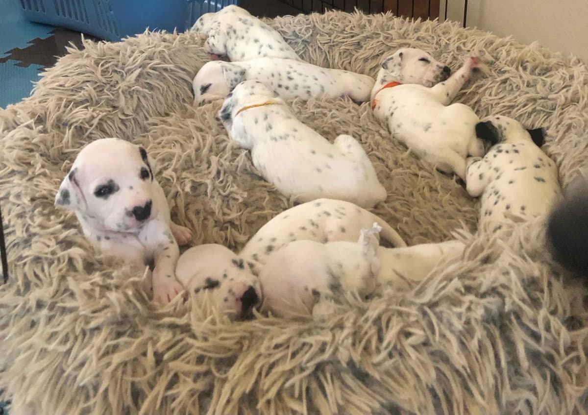 Dalmatian Puppies breeder image 3