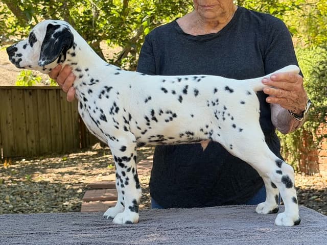 Dalmatian Puppies media 2