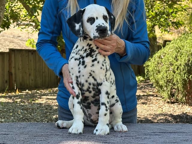 Dalmatian Puppies media 3