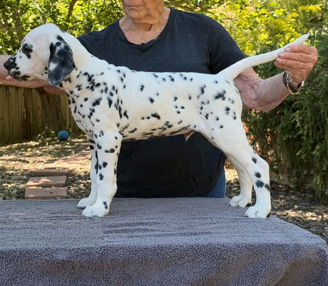 Dalmatian Puppies media 4