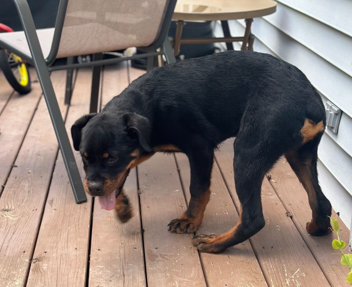 12 weeks old and ready Rottweiler Puppies Located in Fort Washington breeder image 1
