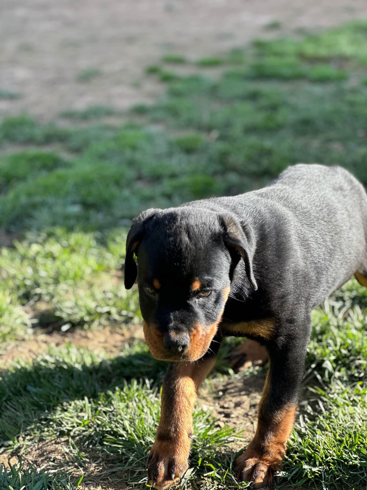 12 weeks old and ready Rottweiler Puppies Located in Fort Washington breeder image 3