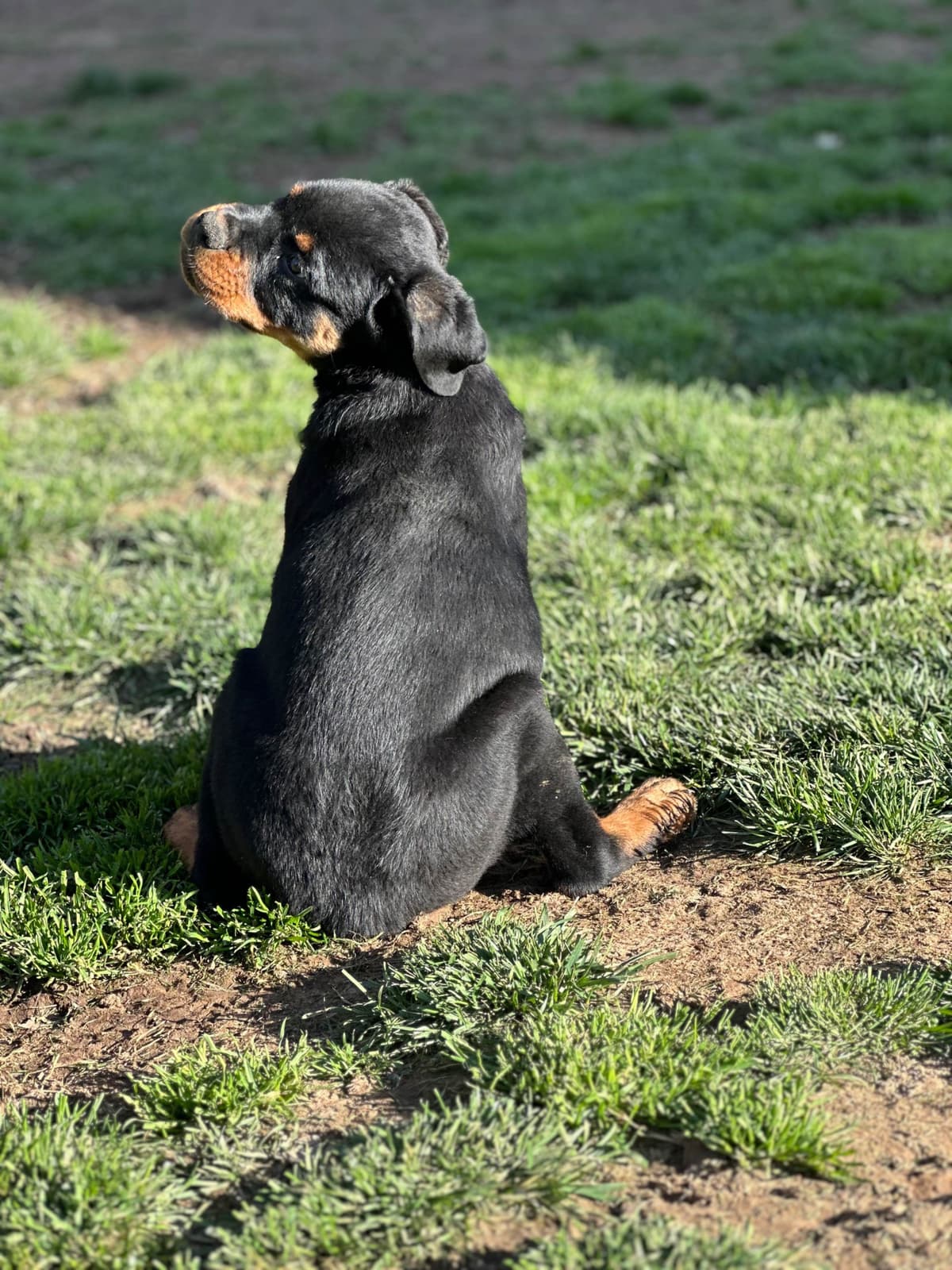 12 weeks old and ready Rottweiler Puppies Located in Fort Washington breeder image 5