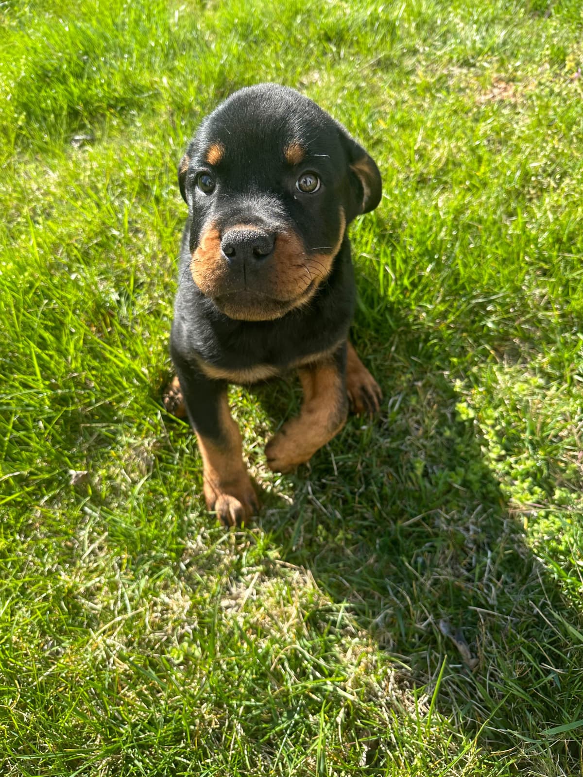12 weeks old and ready Rottweiler Puppies Located in Fort Washington breeder image 6