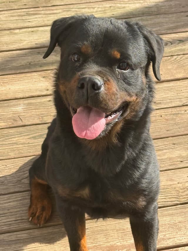 12 weeks old  and ready Rottweiler Puppies Located in Fort Washington media 2