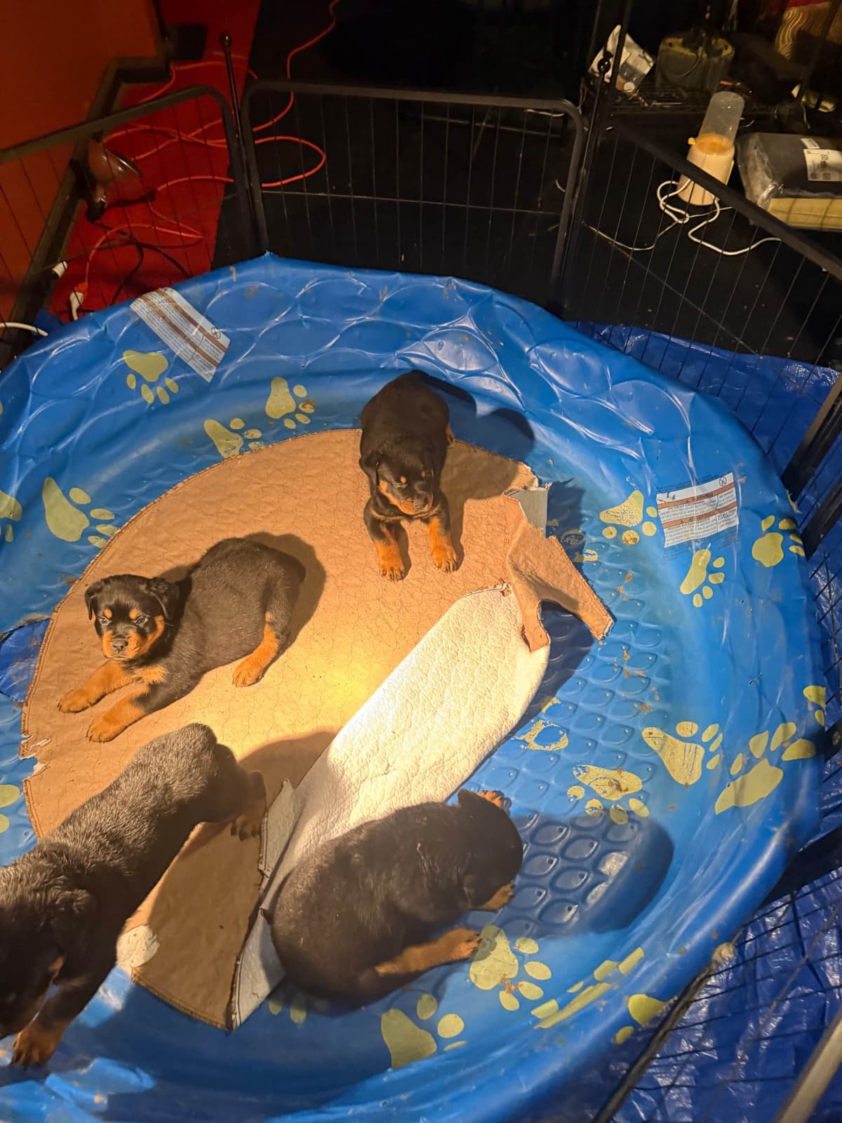 12 weeks old and ready Rottweiler Puppies Located in Fort Washington breeder image 8