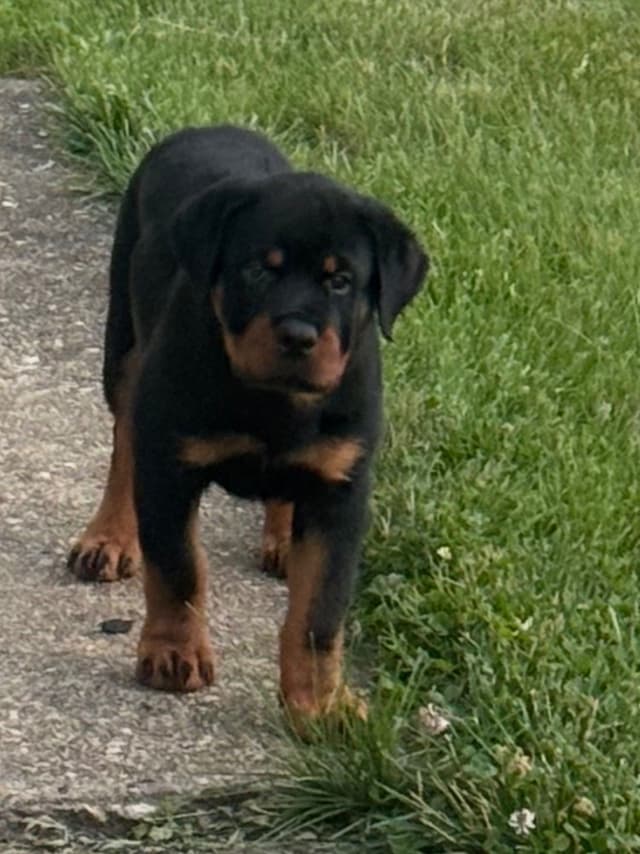 12 weeks old  and ready Rottweiler Puppies Located in Fort Washington media 3