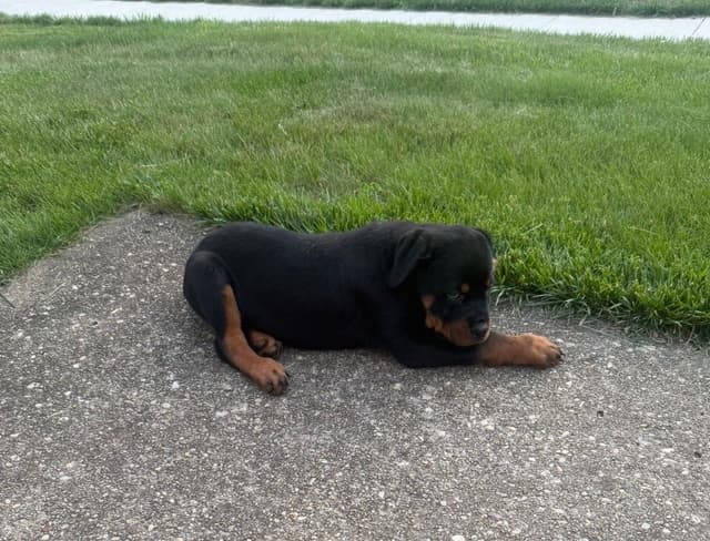 12 weeks old  and ready Rottweiler Puppies Located in Fort Washington media 4