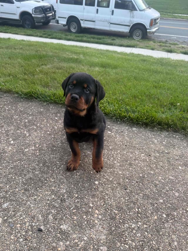 12 weeks old  and ready Rottweiler Puppies Located in Fort Washington media 5
