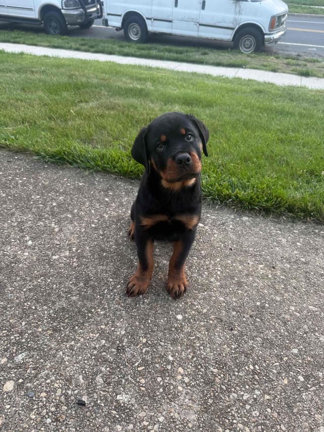 12 weeks old  and ready Rottweiler Puppies Located in Fort Washington media 6