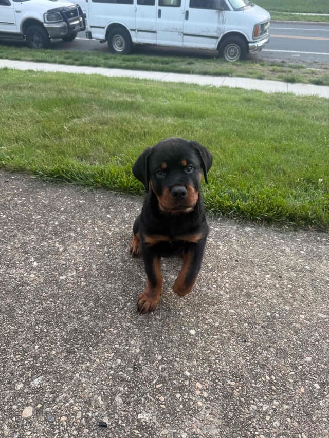 12 weeks old  and ready Rottweiler Puppies Located in Fort Washington media 7