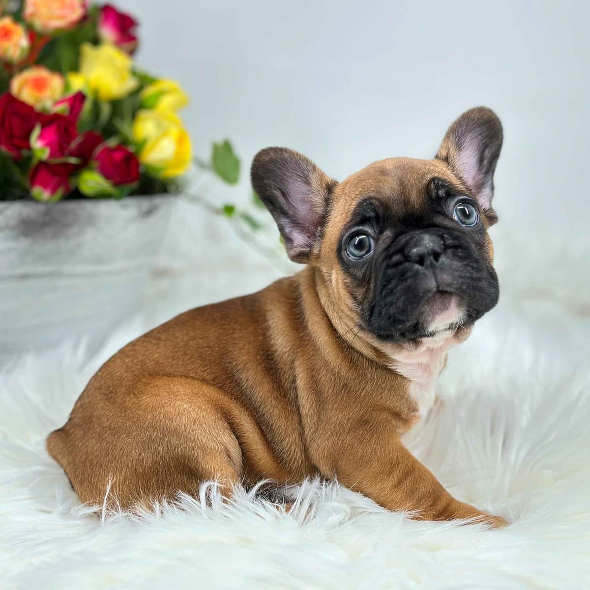 French Bulldog Puppies breeder image 1