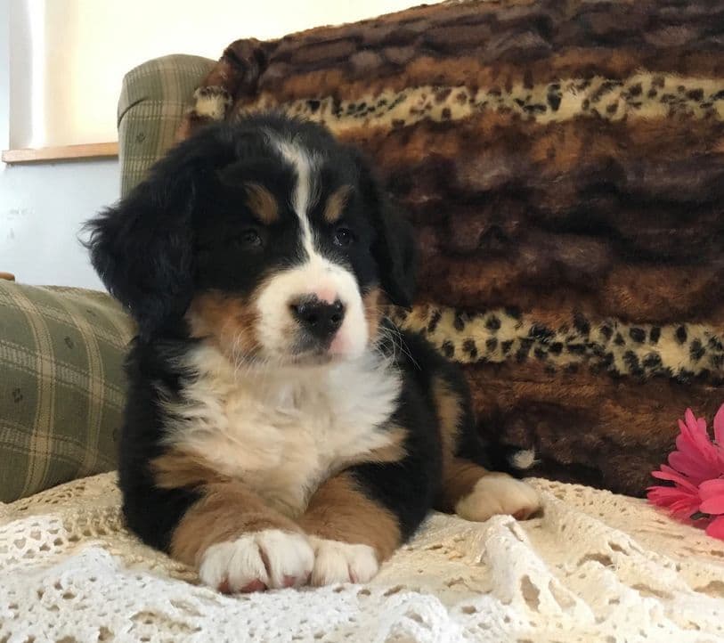Stari & Gus' 10 puppies, Go home date July 4th breeder image 1