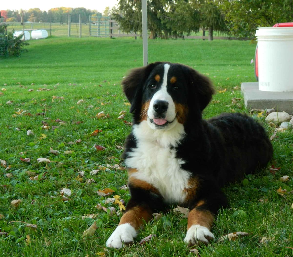 Stari & Gus' 10 puppies, Go home date July 4th breeder image 3