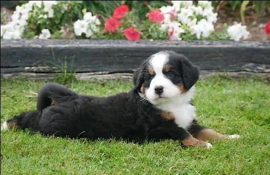 Stari & Gus' 10 puppies, Go home date July 4th breeder image 6