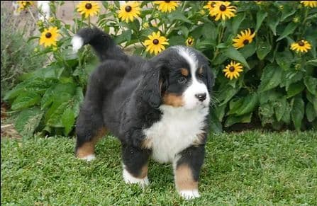 Stari & Gus' 10 puppies, Go home date July 4th breeder image 12