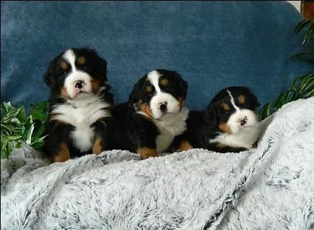 Stari & Gus' 10 puppies, Go home date July 4th breeder image 17