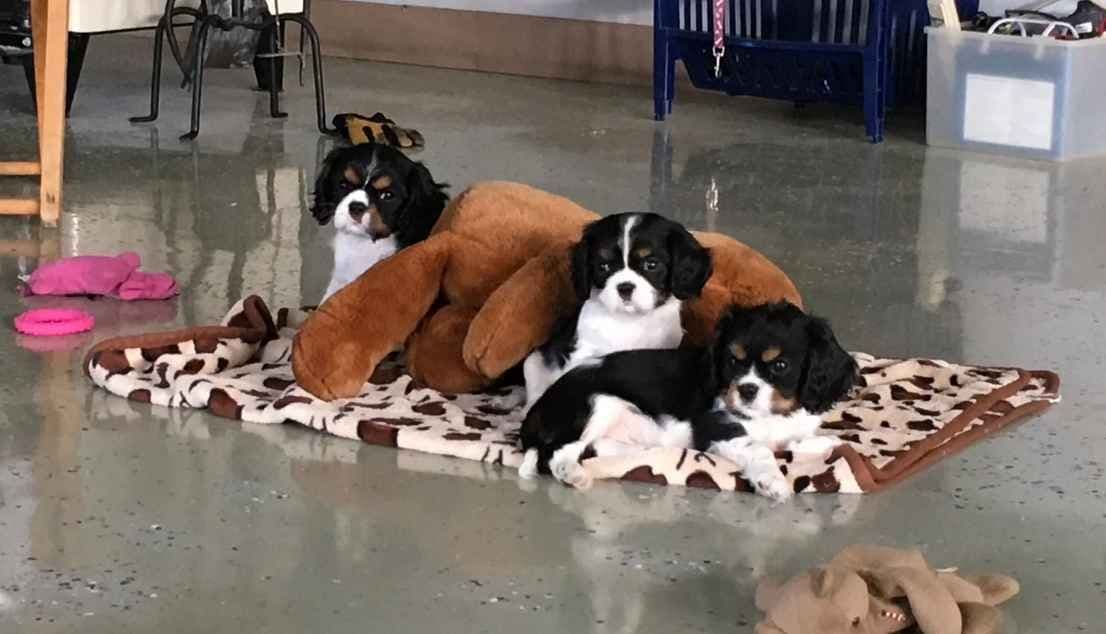 Stari & Gus' 10 puppies, Go home date July 4th breeder image 19