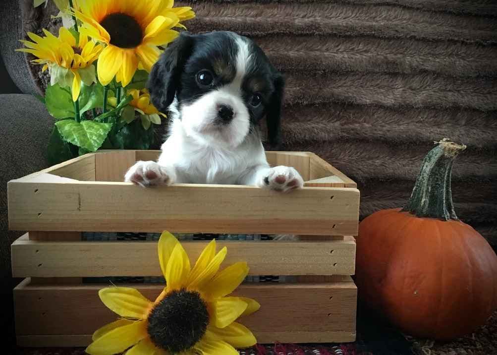 Stari & Gus' 10 puppies, Go home date July 4th breeder image 11