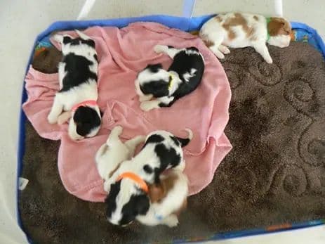 Stari & Gus' 10 puppies, Go home date July 4th breeder image 15