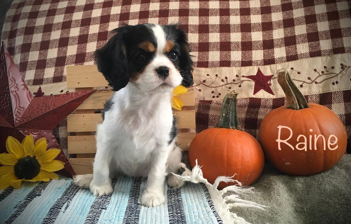 Stari & Gus' 10 puppies, Go home date July 4th breeder image 20