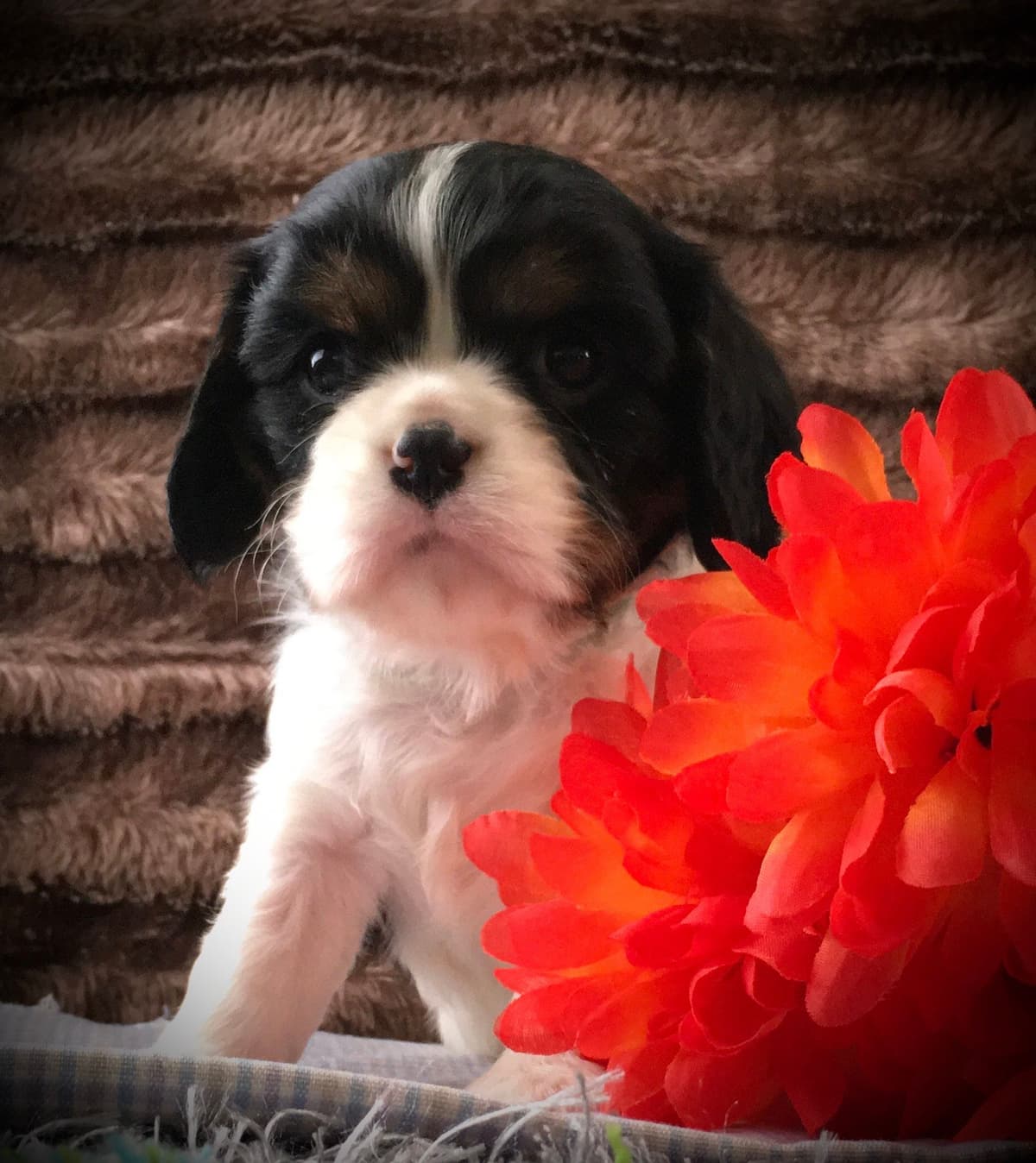 Stari & Gus' 10 puppies, Go home date July 4th breeder image 16