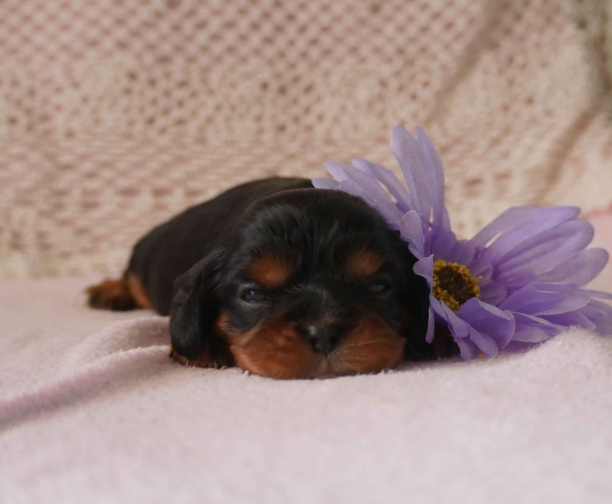 Stari & Gus' 10 puppies, Go home date July 4th breeder image 9
