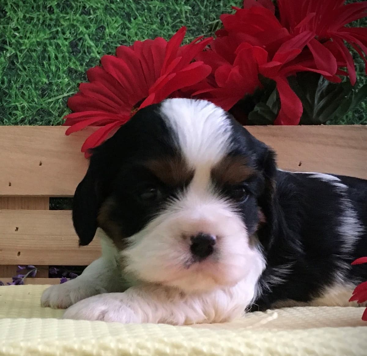 Stari & Gus' 10 puppies, Go home date July 4th breeder image 22