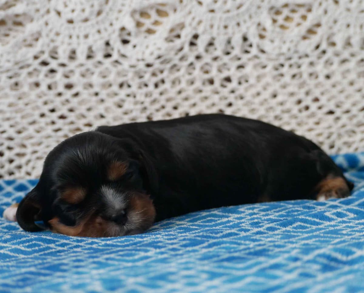 Stari & Gus' 10 puppies, Go home date July 4th breeder image 13