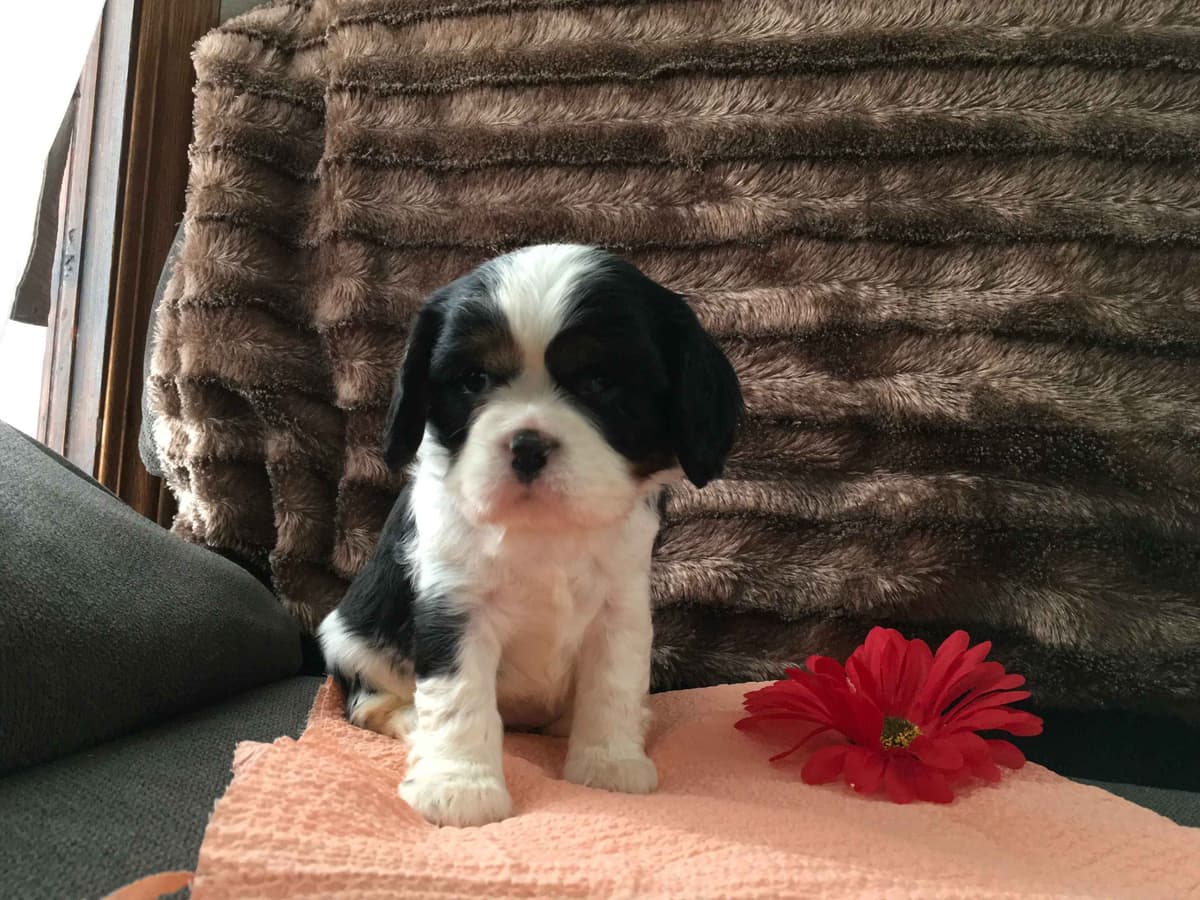 Stari & Gus' 10 puppies, Go home date July 4th breeder image 7